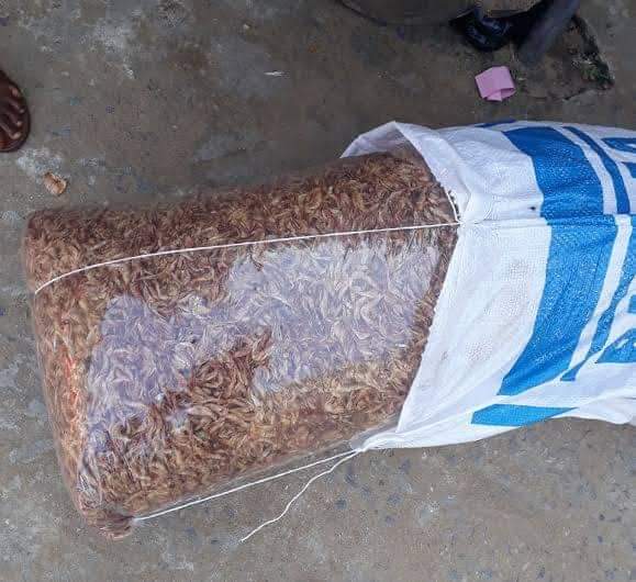 Crayfish for sale at an affordable price